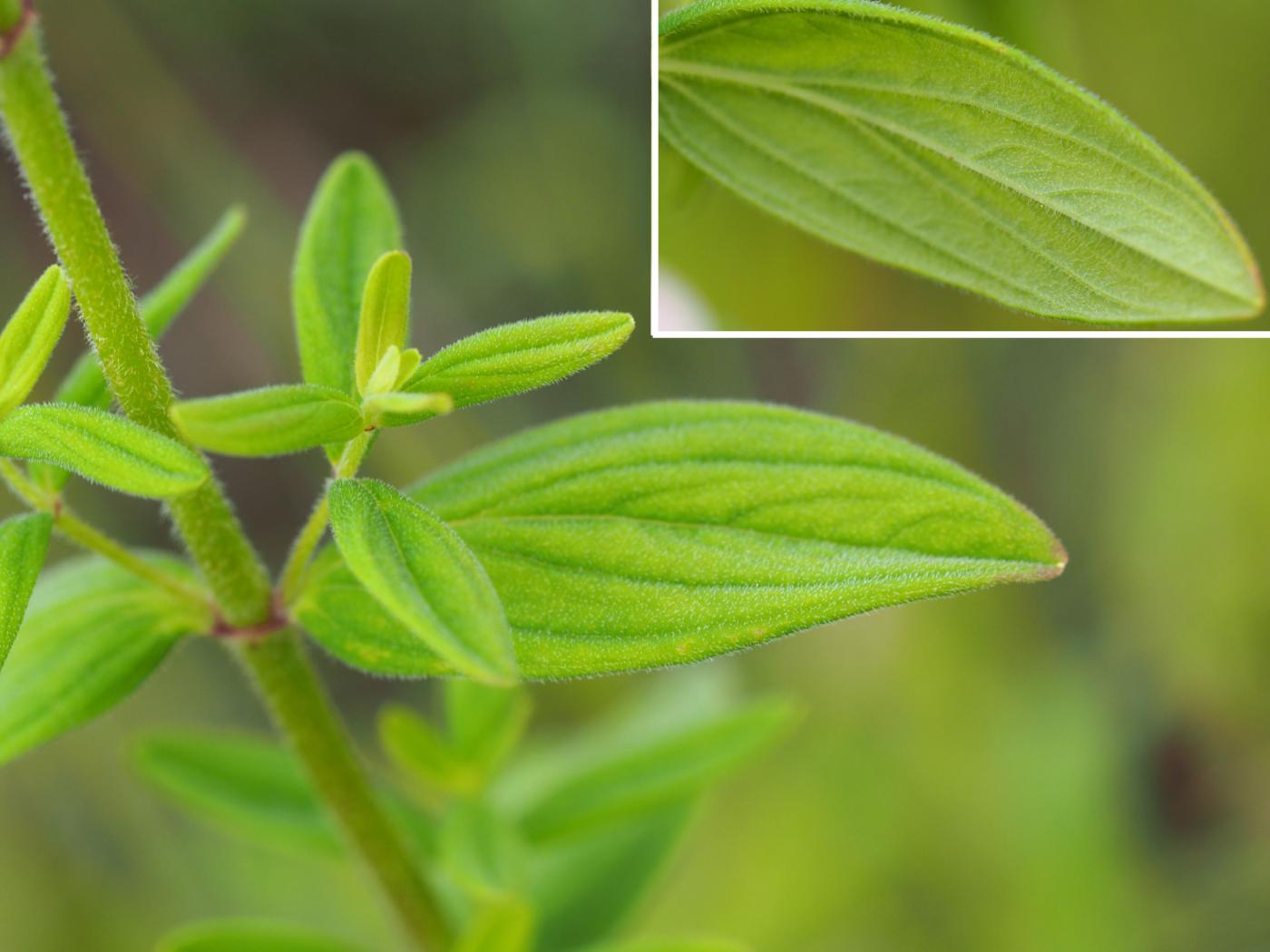 St. John's Wort, Hairy leaf